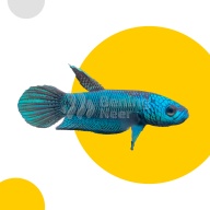 Betta Antuta / Antoni Pair