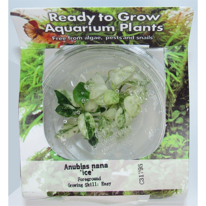 Anubias NANA ICE Tissue Culture - Rare Icy White Marbled Leaves | 100% Snail Algae Free Live Beginner Aquarium Plant