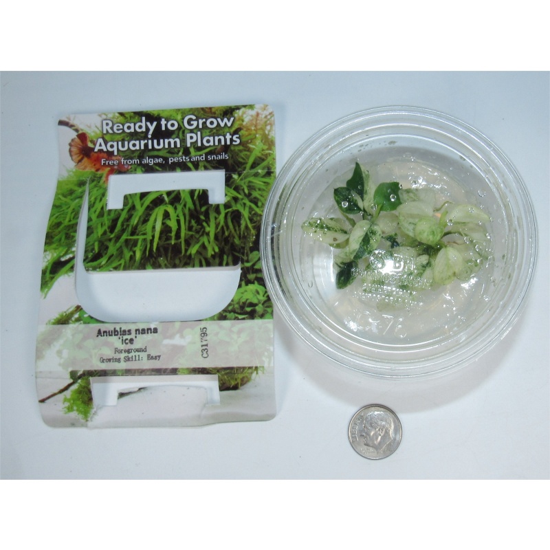 Anubias NANA ICE Tissue Culture - Rare Icy White Marbled Leaves | 100% Snail Algae Free Live Beginner Aquarium Plant