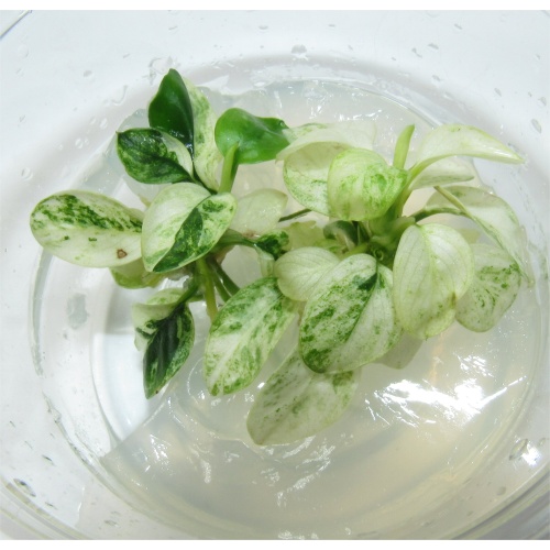 Anubias NANA ICE - Rare Icy White Marbled Leaves | 100% Snail Algae Free Live Beginner Aquarium Plant