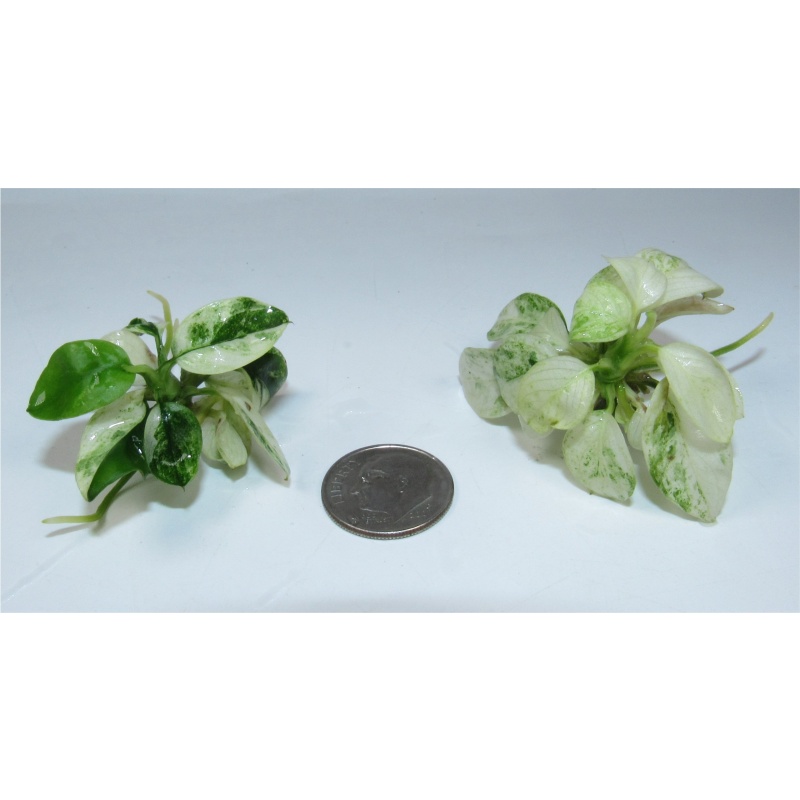 Anubias NANA ICE Tissue Culture - Rare Icy White Marbled Leaves | 100% Snail Algae Free Live Beginner Aquarium Plant