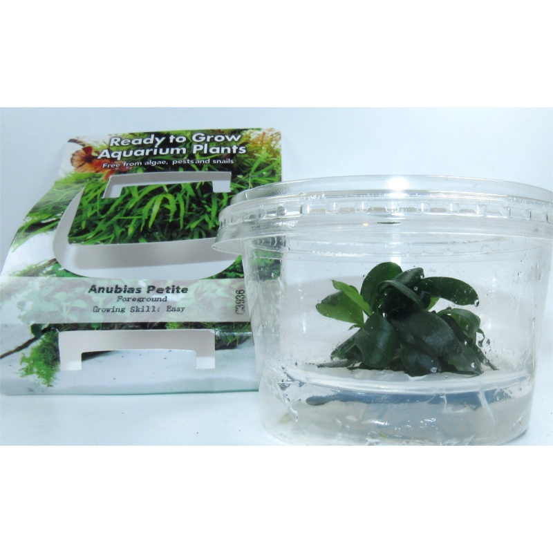 4 Tissue Culture Mystery Pack: Carpeting Moss Buce Anubias species bundle