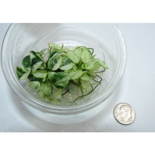Anubias Nana Pinto White Marbled Live Plant - Tissue Culture Cup, 100% Snail Algae Free Easy Beginner Aquarium Plant