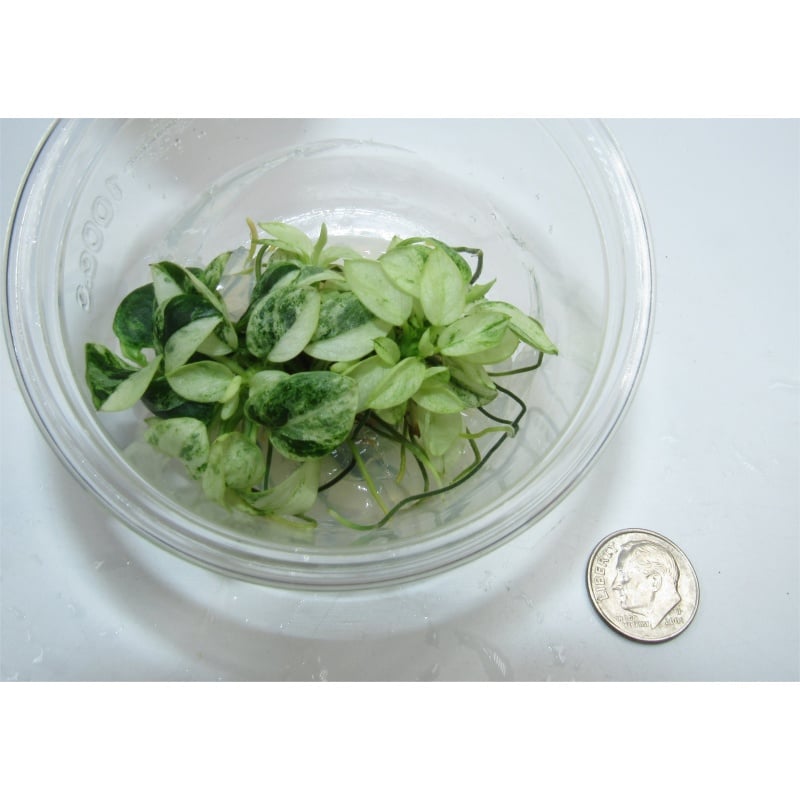 Anubias Nana Pinto White Marbled Live Plant - Tissue Culture Cup, 100% Snail Algae Free Easy Beginner Aquarium Plant