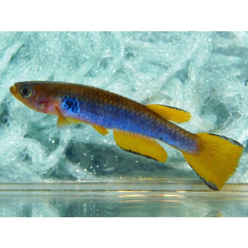 Aphyosemion ocellatum Sikasika +25 eggs