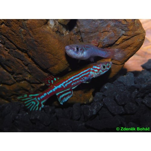 Aphyosemion ogoense GHP 80/24 +30 eggs