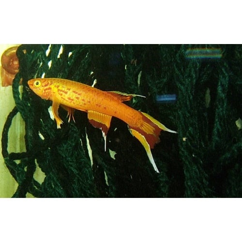 Aphyosemion ausrale gold