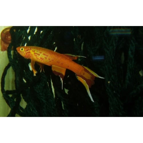 Aphyosemion australe gold