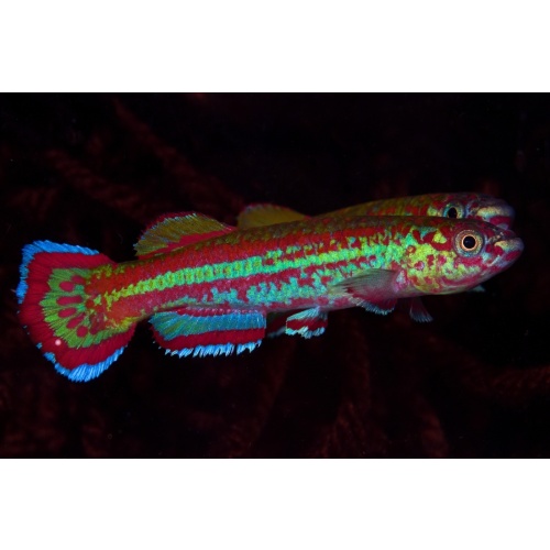 Aphyosemion primigenium GBN 88/10 +25 eggs