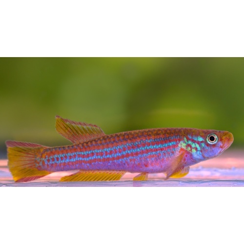 Aphyosemion punctatum Buong Bai +25 eggs