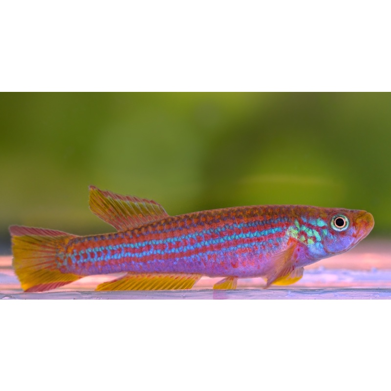 Aphyosemion punctatum Buong Bai +25 eggs