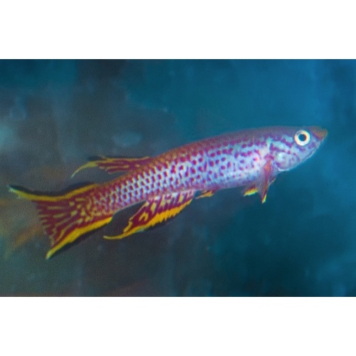 Aphyosemion rectogoense PEG 95/16 +25 eggs