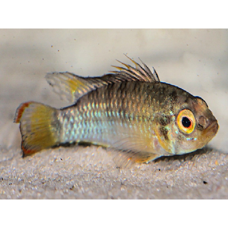 PAIR of Apistogramma Baenschi "Inka 50" shipping included