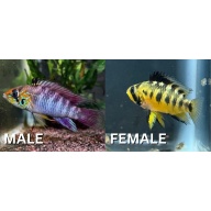 Apistogramma D37
