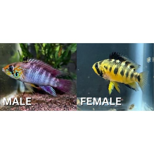 Apistogramma D37