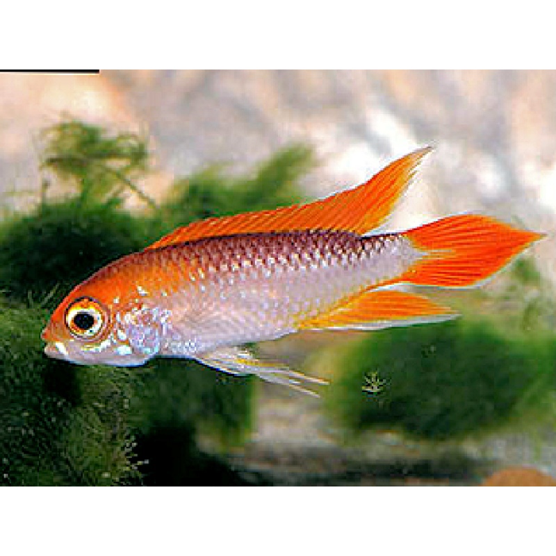 PAIR of Apistogramma agassizii Fire Red