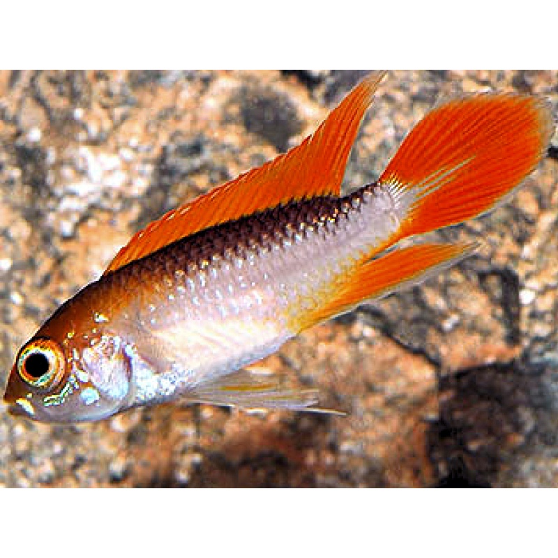 PAIR of Apistogramma agassizii Fire Red shipping included