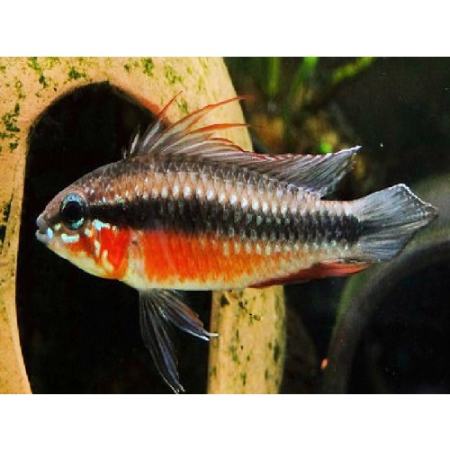 TRIO (1M+2F) of Apistogramma elizabethae Red