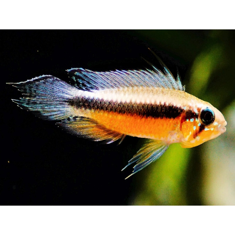 TRIO (1M+2F) of Apistogramma elizabethae Red shipping included