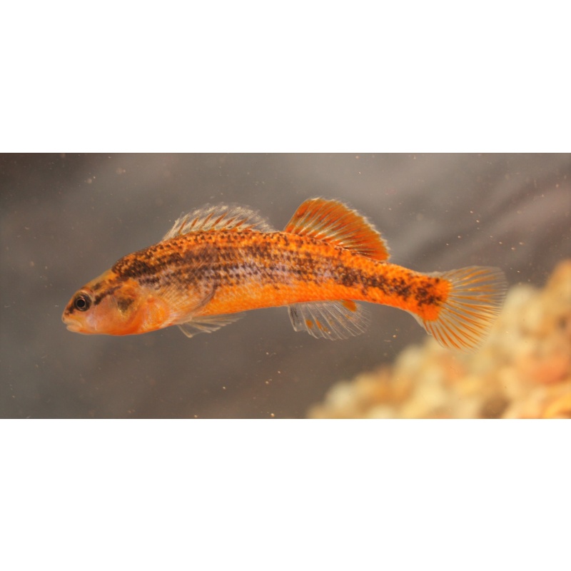 For sale are six Gold/Red Orangethroat Darters.