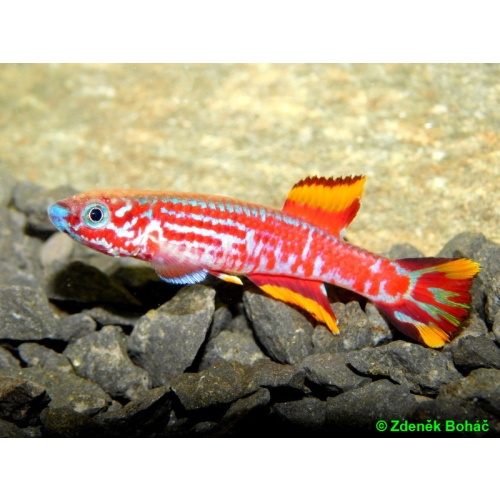 Aphyosemion pyrophore Komono Yellow +25 eggs