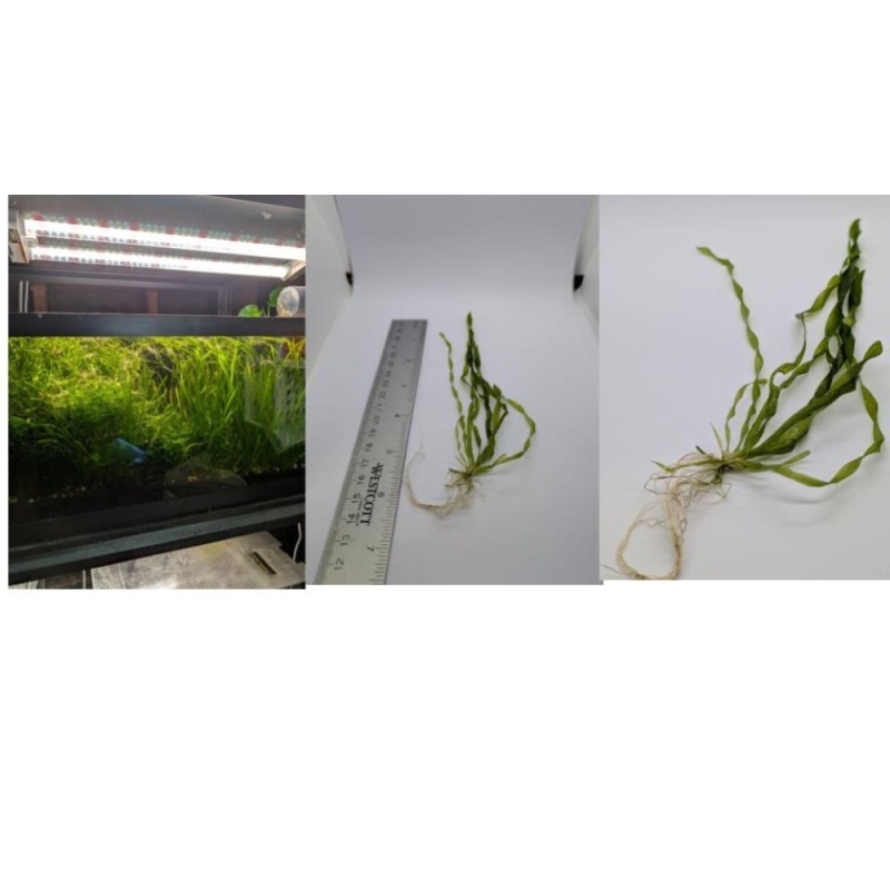 Corkscrew Vallisneria and Two Colors of Shrimp