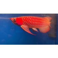 Premium Super Red Arowana – Healthy, Active, Show Quality