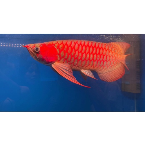 Premium Super Red Arowana – Healthy, Active, Show Quality