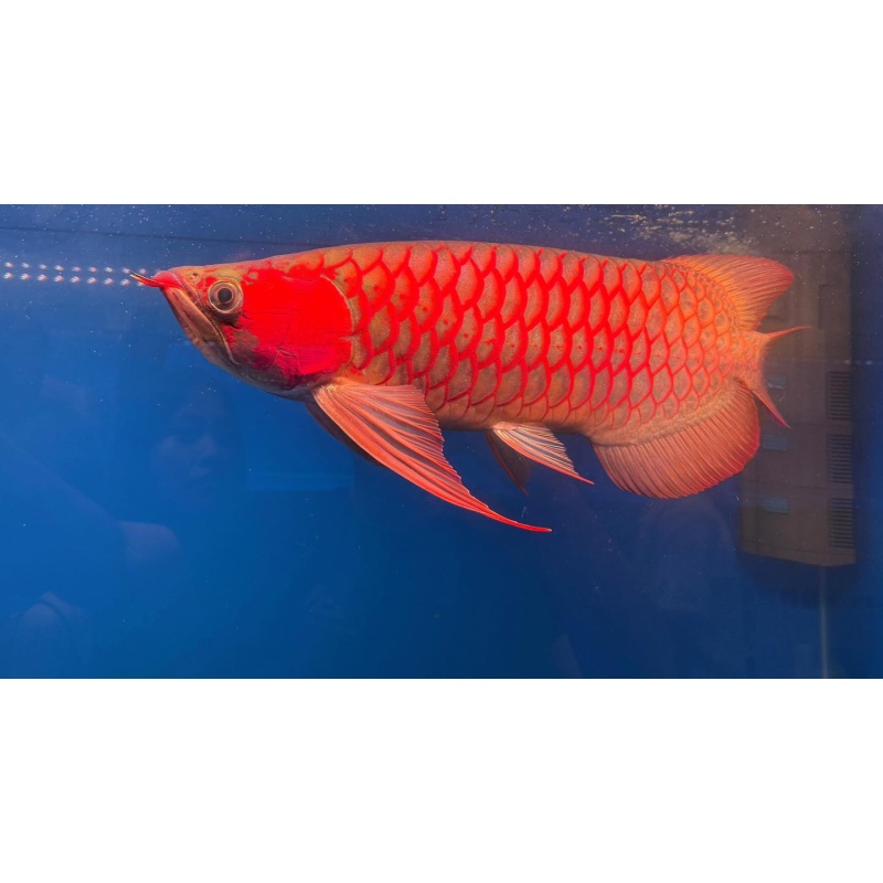 Premium Super Red Arowana – Healthy, Active, Show Quality