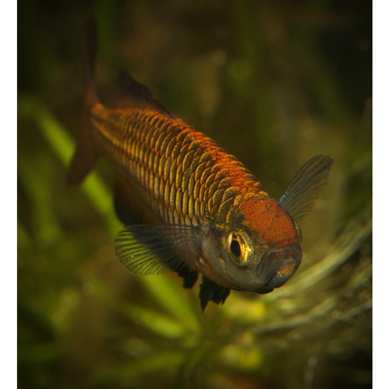 8 young adult Rhadinocentrus ornatus from Snapper Creek, super rare and not often available