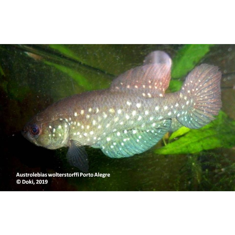 Megalebias wolterstorfii Porto Alegre, 35 eggs