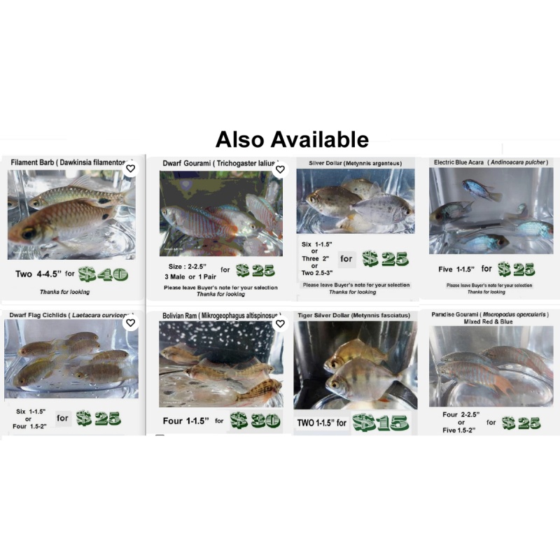 3M  2- 2.5"  Dwarf Gourami