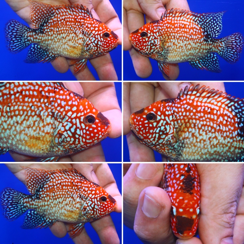 High Quality faded Super red texas 4 inch