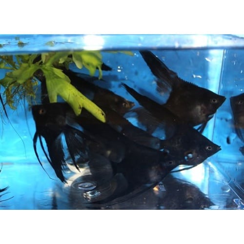 6 BEAUTIFUL BLACK VEIL BLUSHER ANGELFISH!!!!!