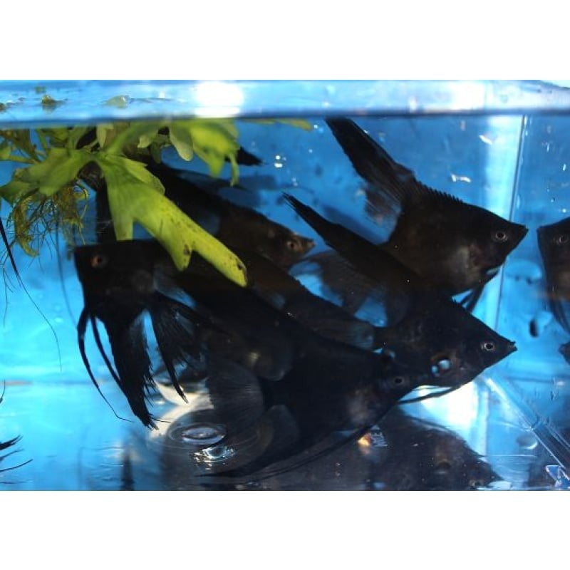 6 BEAUTIFUL BLACK VEIL BLUSHER ANGELFISH!!!!!