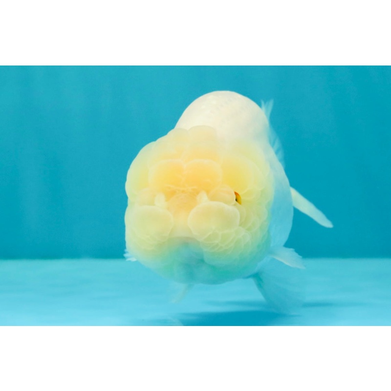 White Lionchu Female 4.5-5 inches