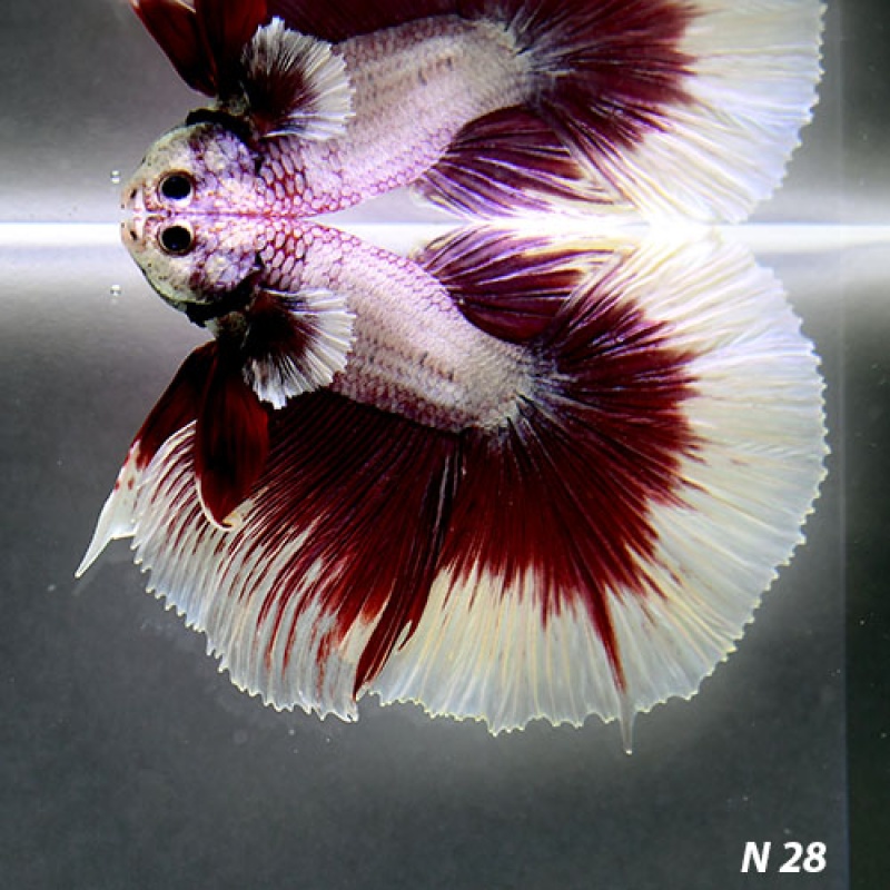 N28 Fancy Male Purple Butterfly HM Premium Grade