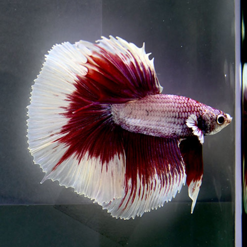 N28 Fancy Male Purple Butterfly HM Premium Grade