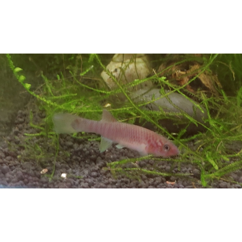 One female Fundulopanchax Sjostedti (Blue Gularis), L15 PDS line