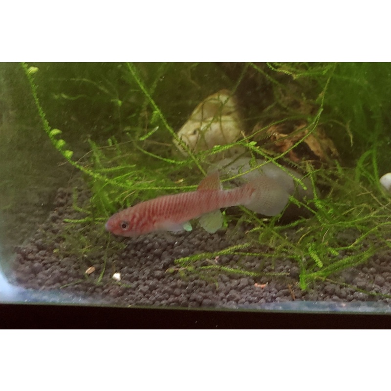 One female Fundulopanchax Sjostedti (Blue Gularis), L15 PDS line