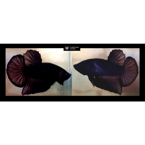 BLACK!! #1 (Shipping Cost Included in Price)