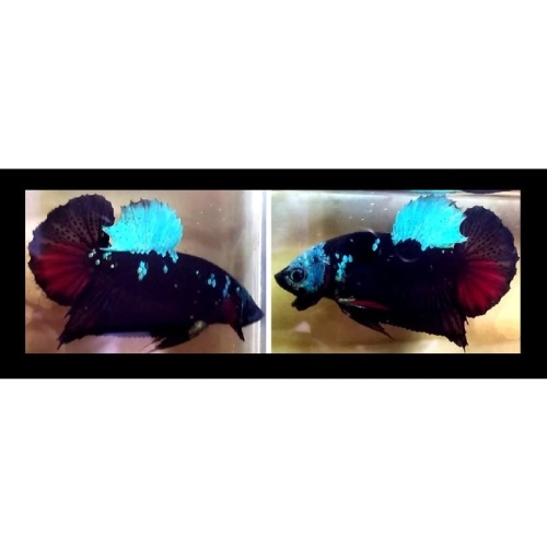 BLACK AVATAR GORDON SERIES!! #1 (Shipping Cost Included in Price)