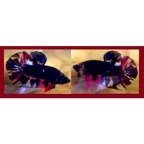 BLACK AVATAR/GORDON SERIES!! #2 (Shipping Cost Included in Price)