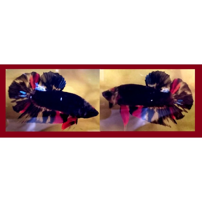 BLACK AVATAR/GORDON SERIES!! #2 (Shipping Cost Included in Price)