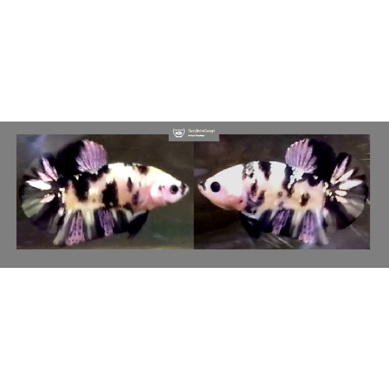 BLACK KOI COPPER!! #1 (Shipping Cost Included in Price)