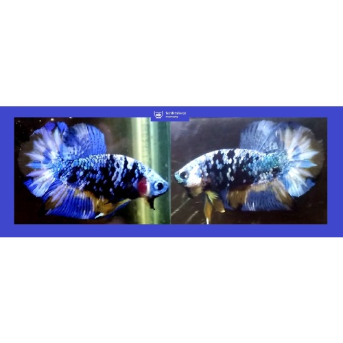 BLUE AVATAR!! #1 (Shipping Cost Included in Price)