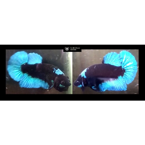 BLUE AVATAR FULLBLOCK!! #1 (Shipping Cost Included in Price)