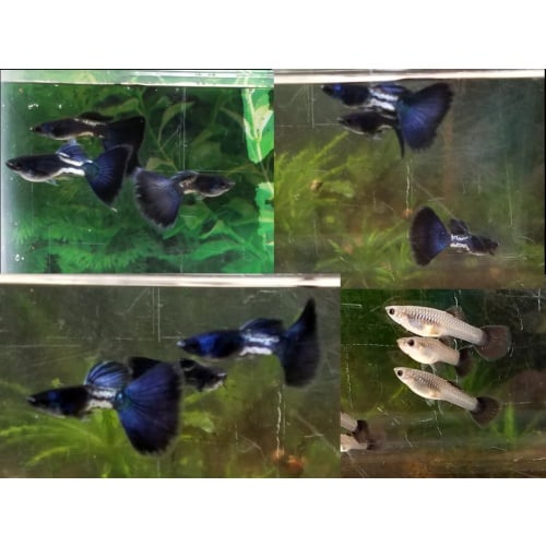 12x Metal Black Tail guppy pack - FREE SHIPPING