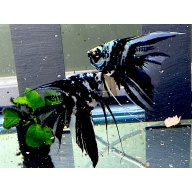 6 Tank Raised Blue Marble Veil Angelfish NICKEL SIZE