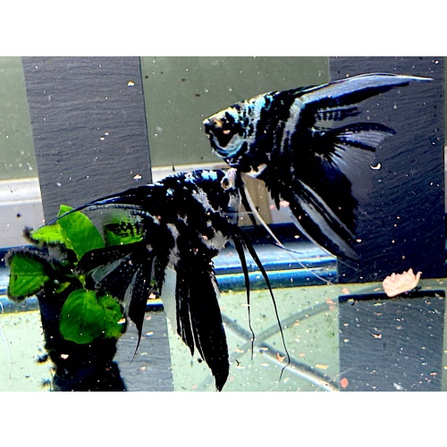 6 Tank Raised Blue Marble Veil Angelfish NICKEL SIZE